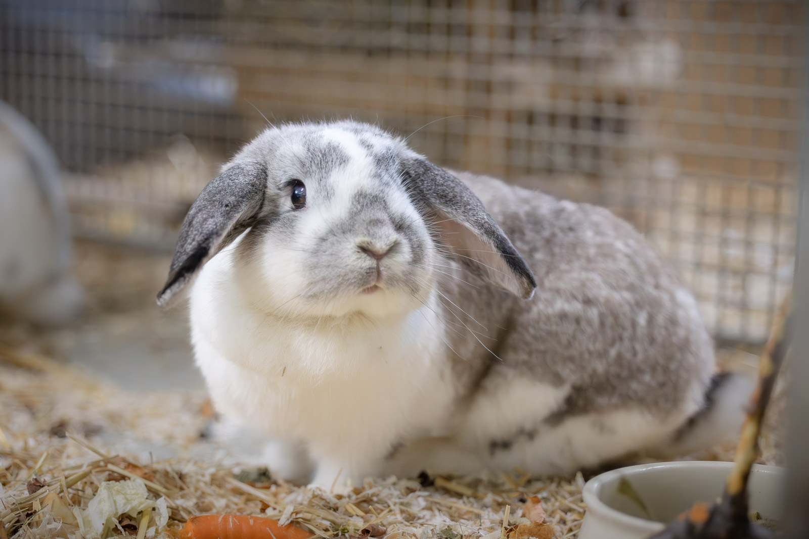 Notfellchen-Mittwoch: Snooy sucht ein Zuhause