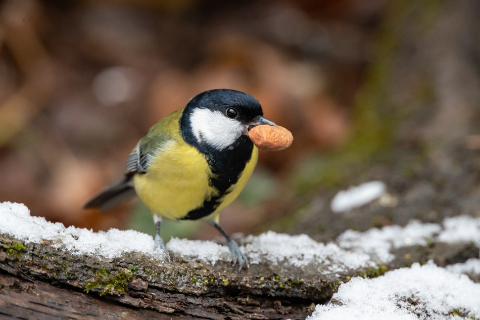 BirdLife lädt wieder zur Zählung der Wintervögel