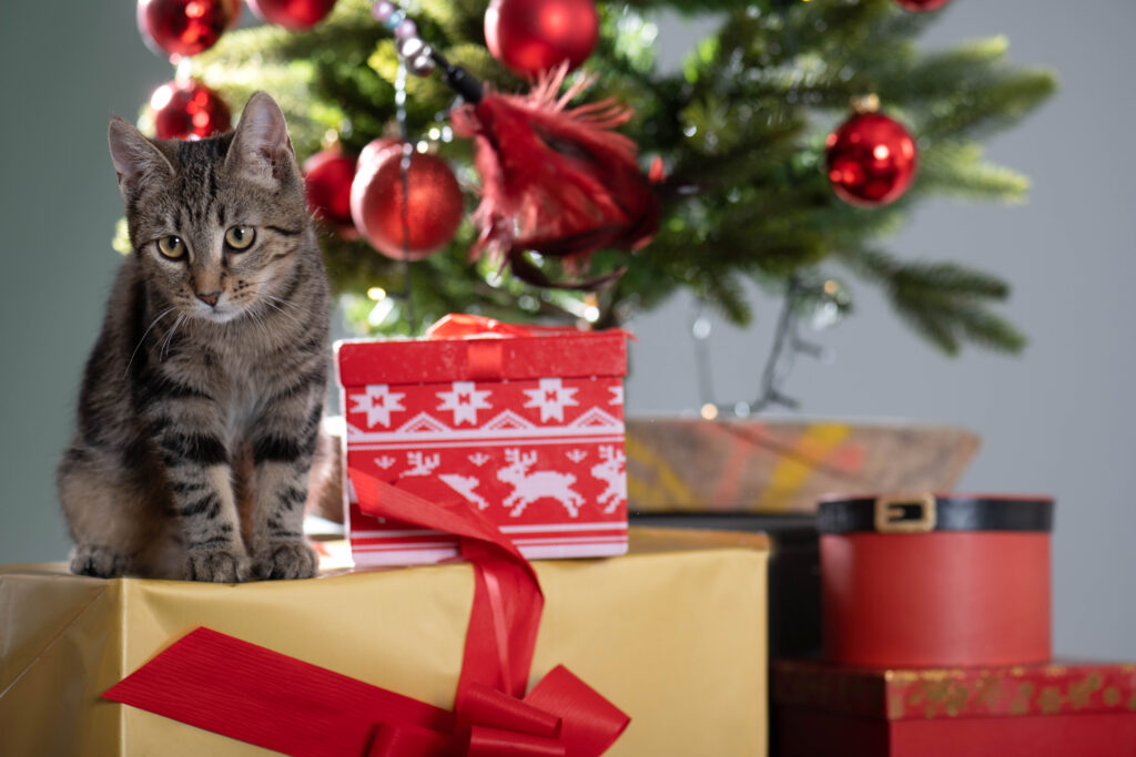 Weihnachten im Tierheim: Erfuellen Sie Wuensche