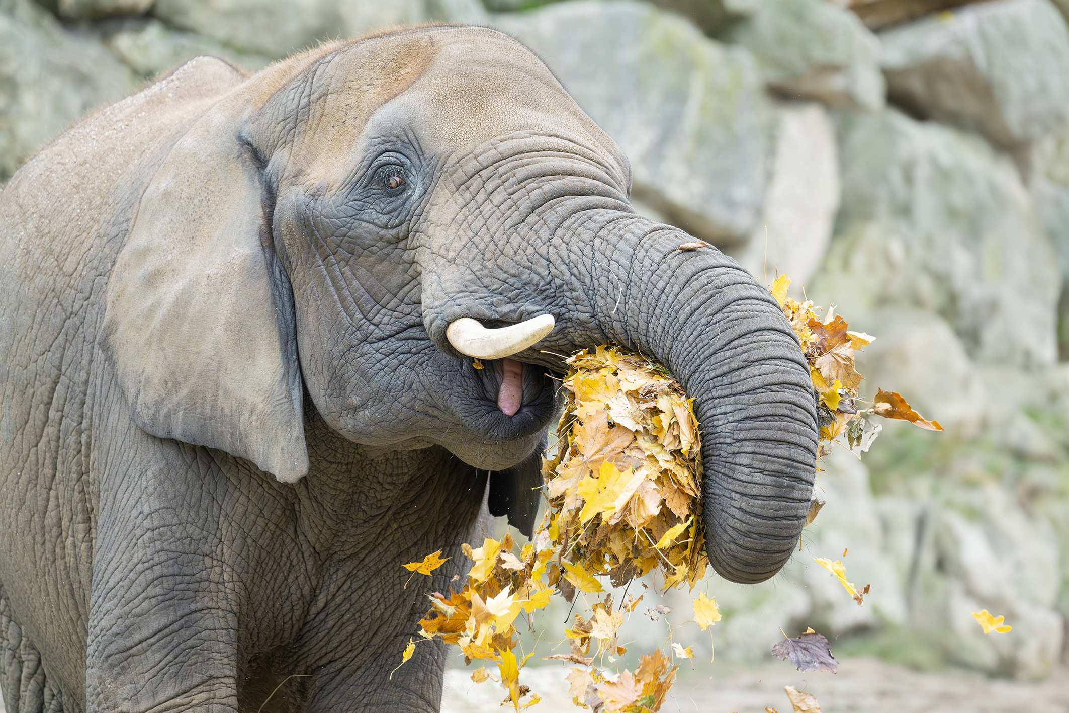 Die besten Aktivitäten für den Wiener Herbst