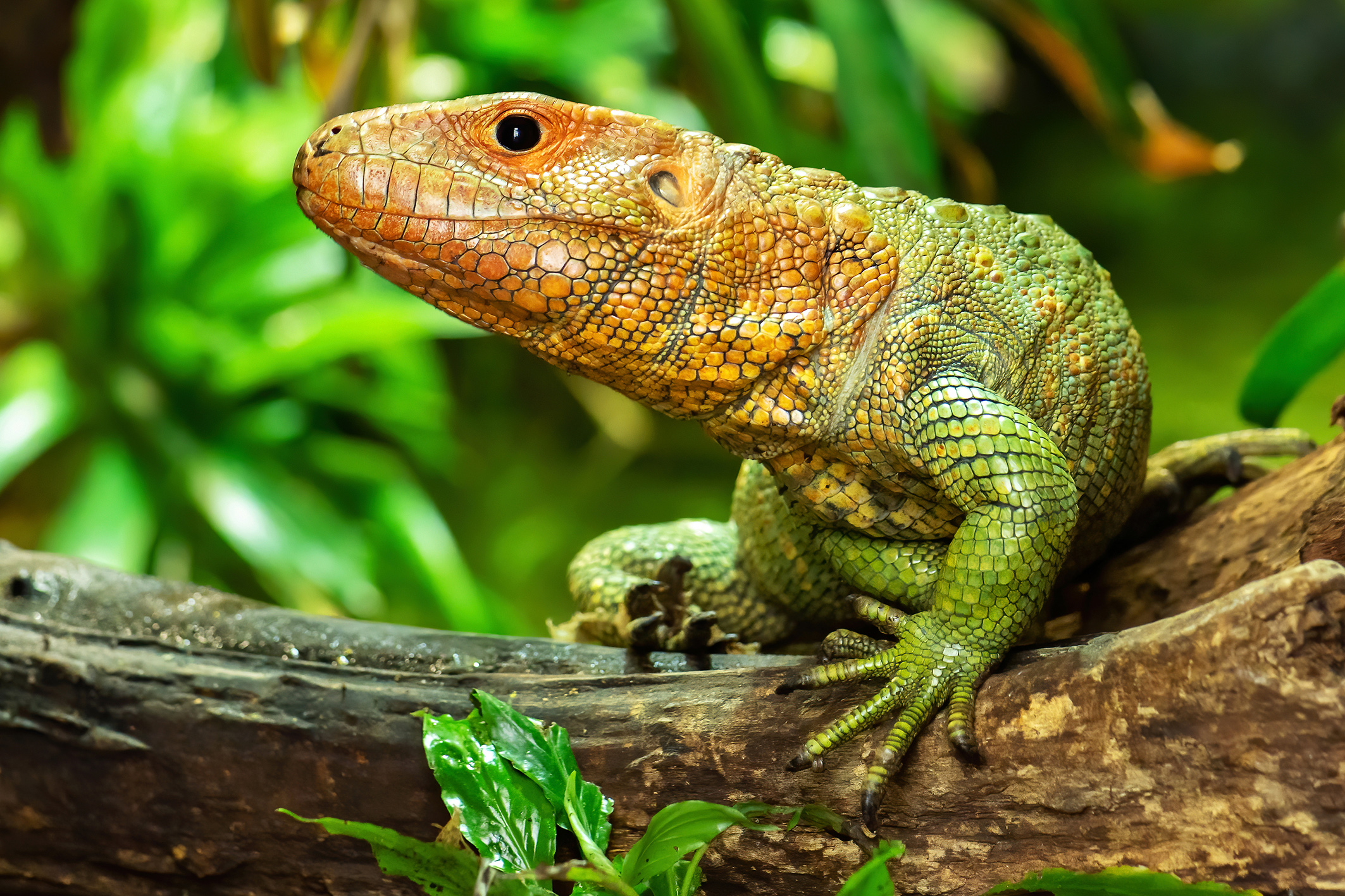 Männchen oder Weibchen? Die Schuppen verraten es!