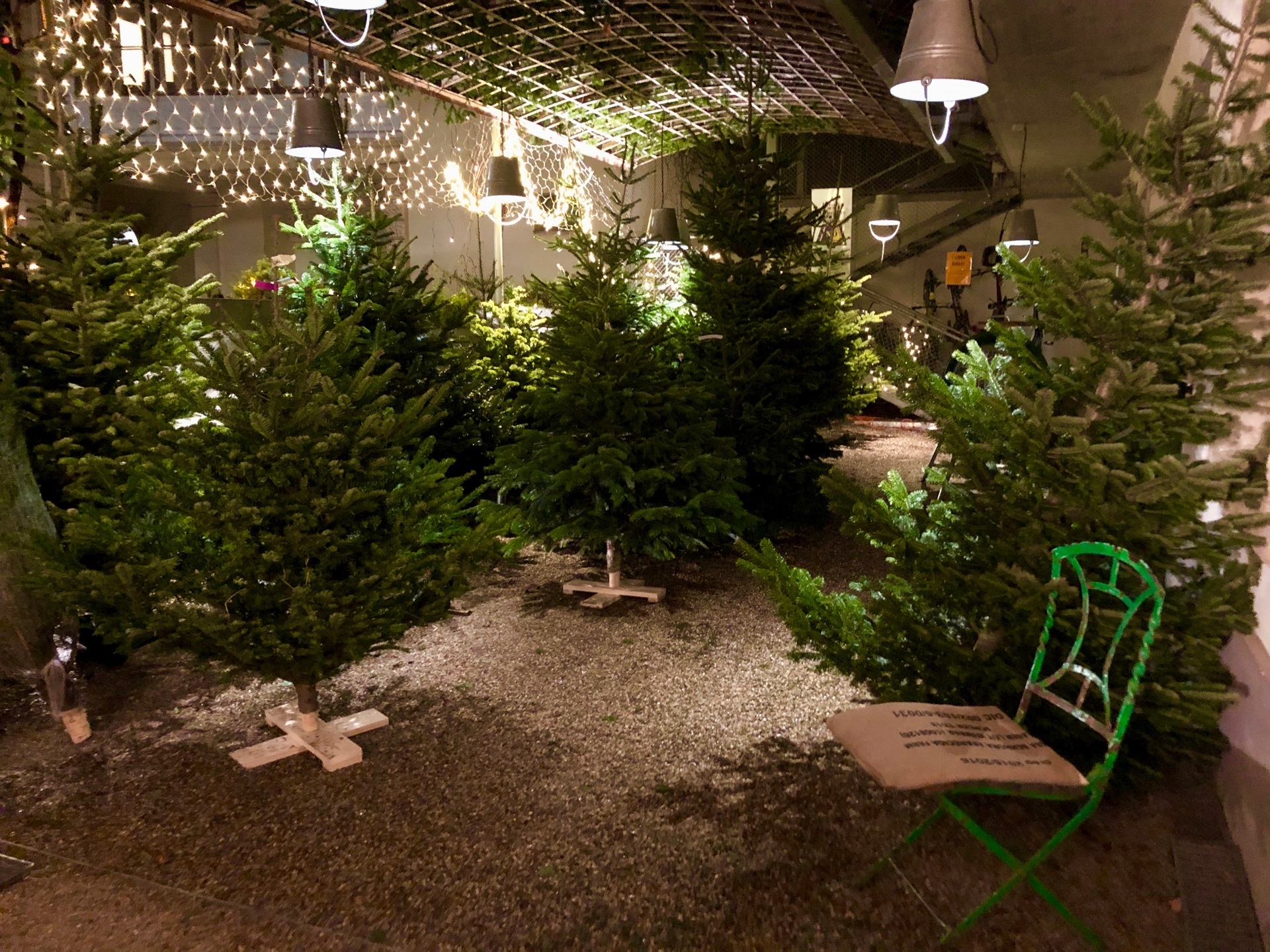 Ein grünes Fest der Nächstenliebe: Christbaumverkauf bei VinziRast