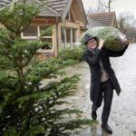 Christbaumverkauf & Weihnachtskrippe im Lainzer Tiergarten