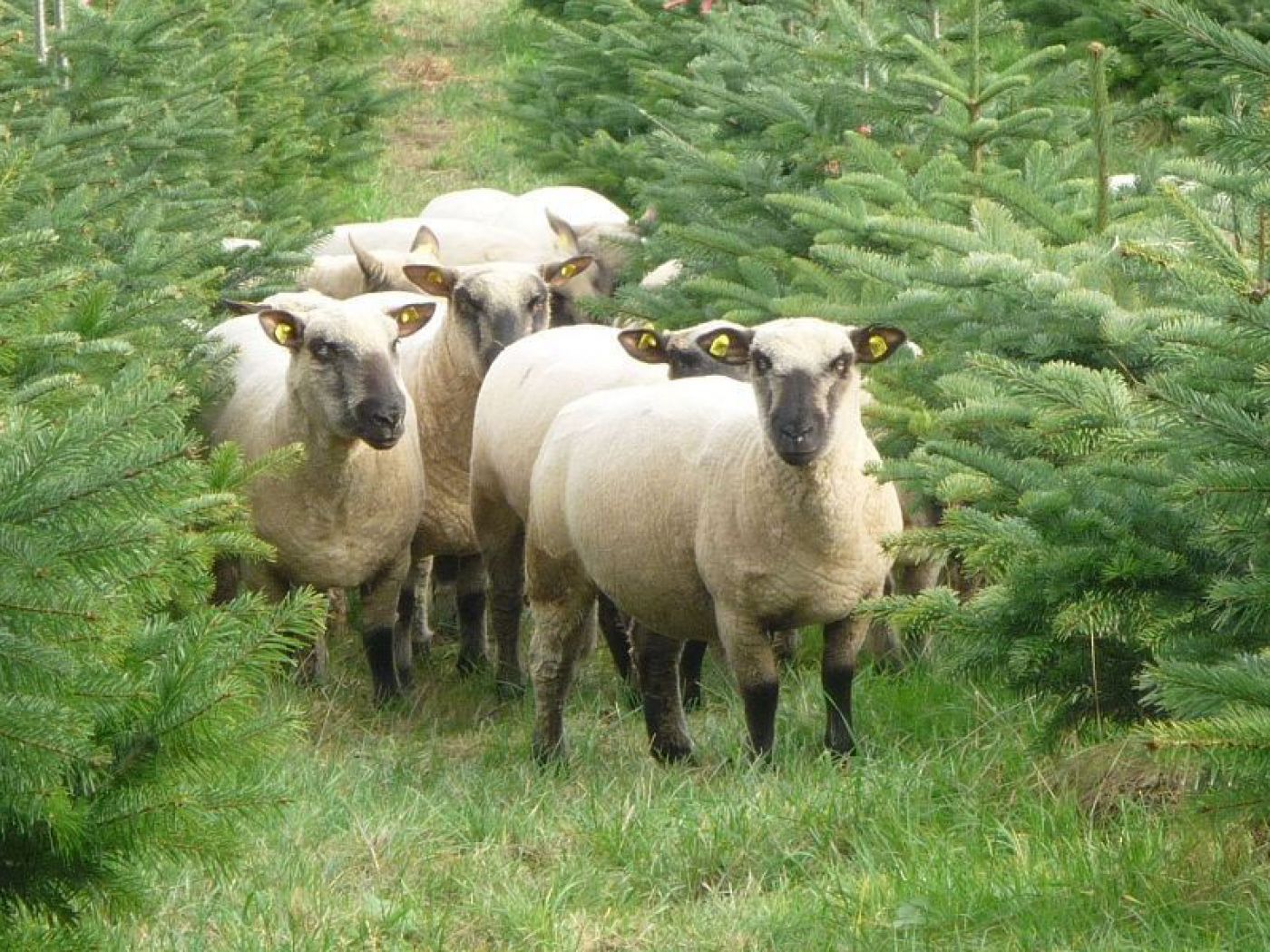 Auch beim Weihnachtsbaum ist bio stets besser