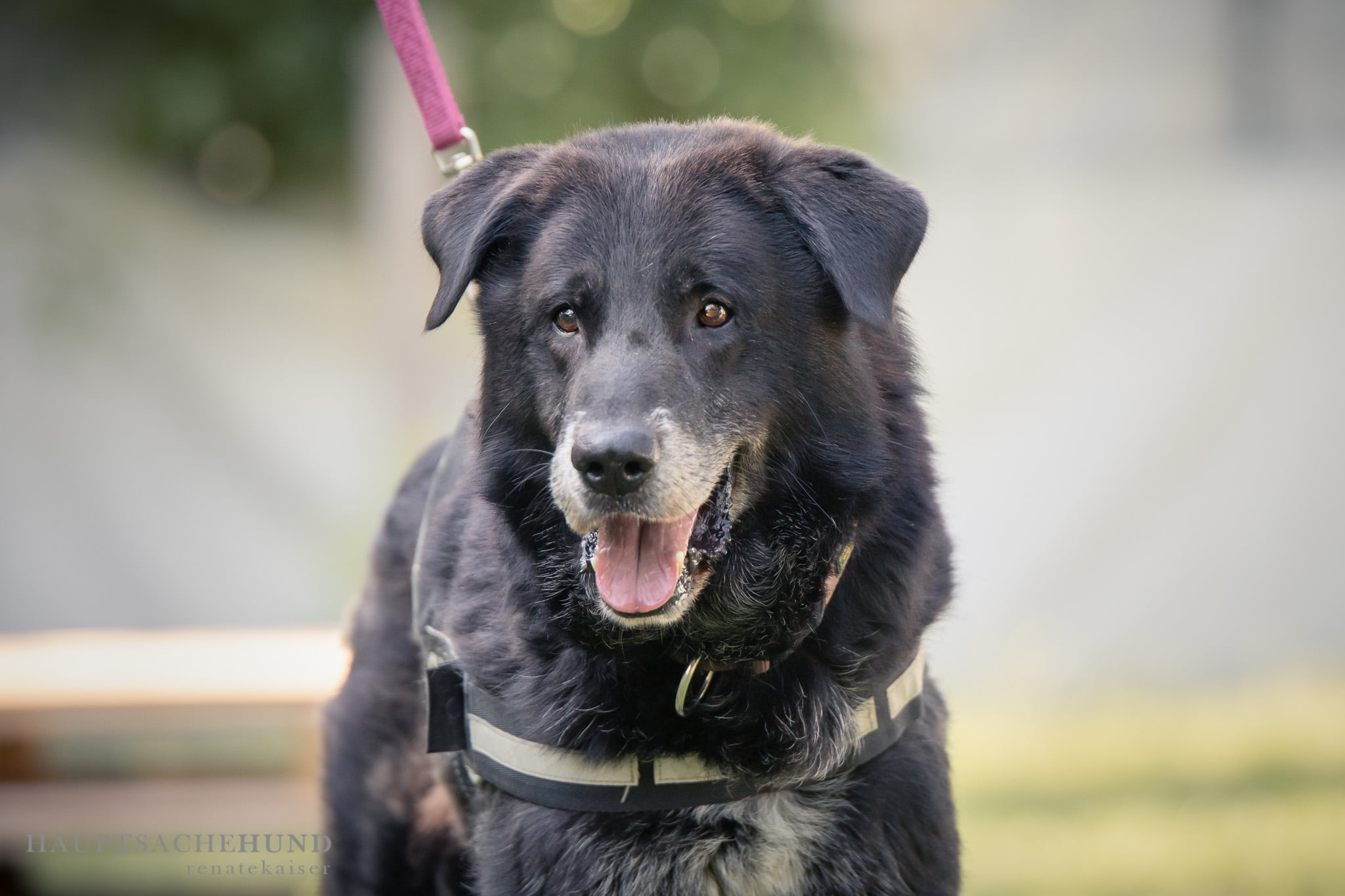 Notfellchen-Mittwoch: Charly sucht neues Zuhause