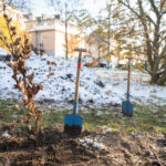 StR Jürgen Czernohorszky – Pflanzung eines neuen Wiener Wäldchens