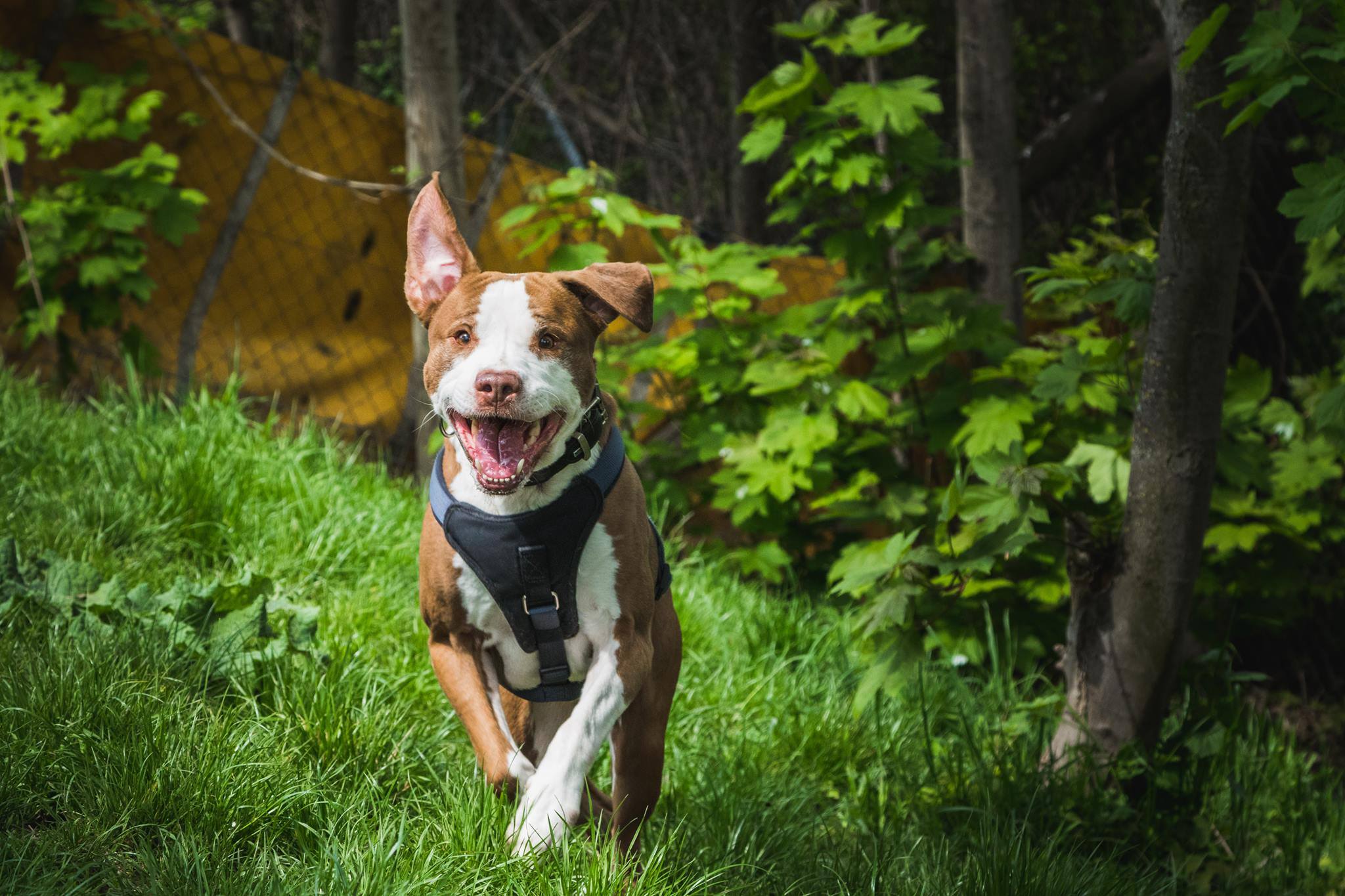 Notfellchen-Mittwoch: Zeus sucht ein neues Zuhause