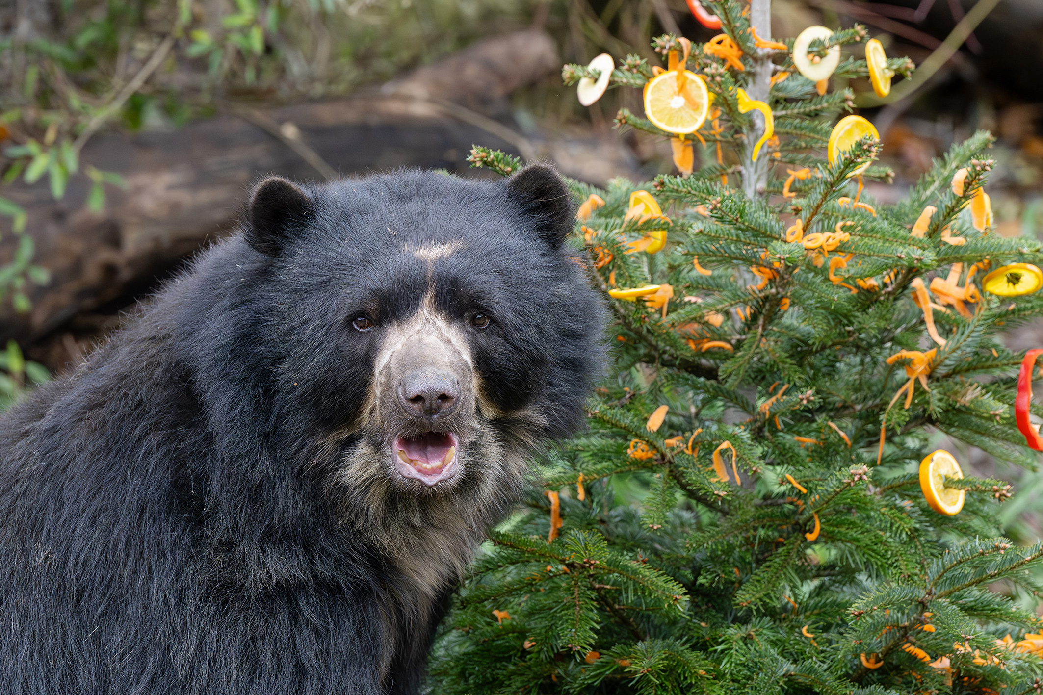 Tiergarten: Christkind zu Besuch bei den Bären