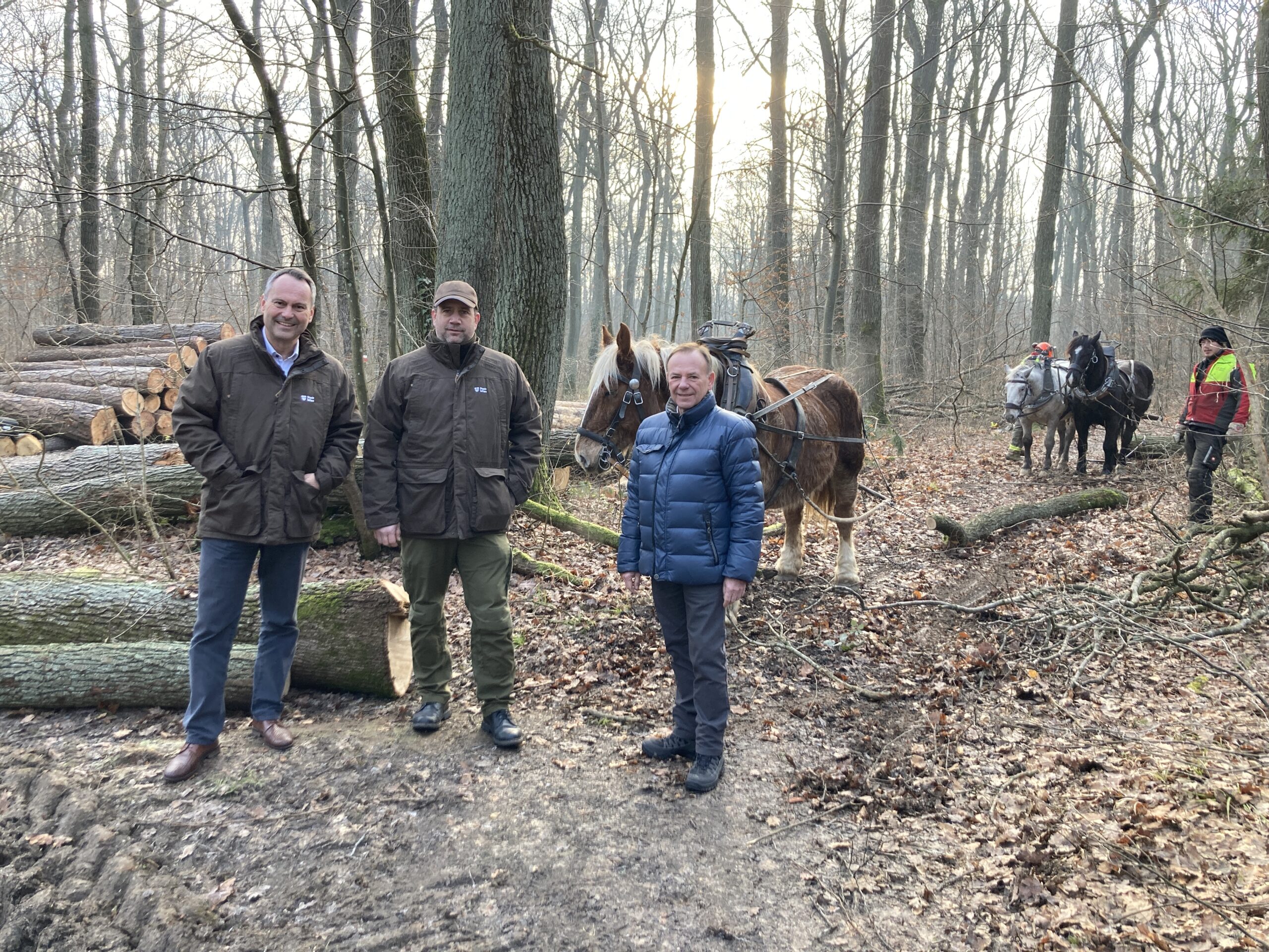Liesing: Eine Waldpflege mit drei Pferdestärken