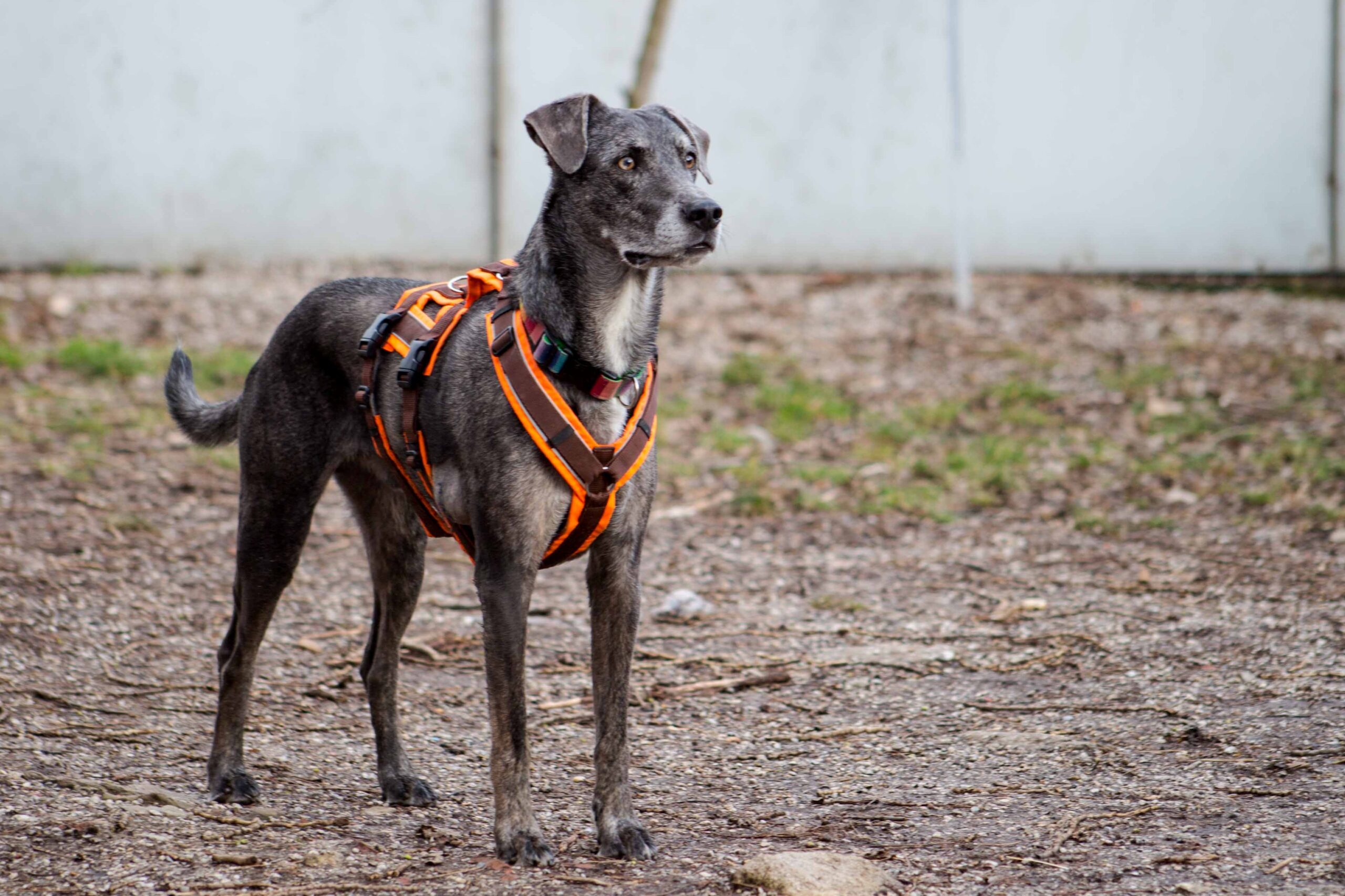 Notfellchen-Mittwoch: Balu sucht ein neues Zuhause