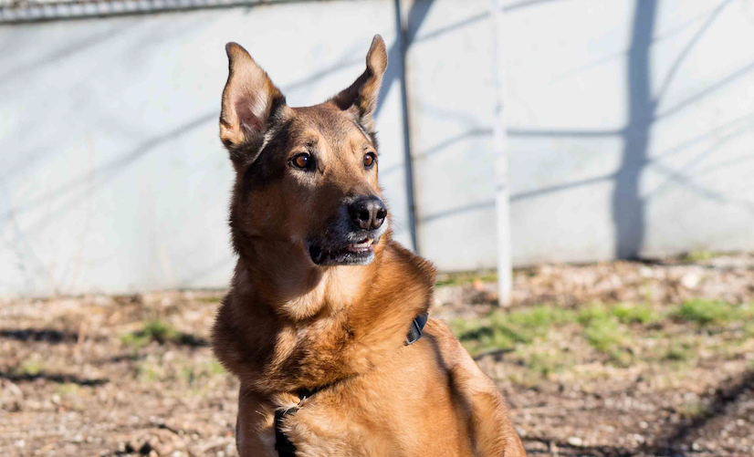 Notfellchen-Mittwoch: Jerry sucht ein neues Zuhause