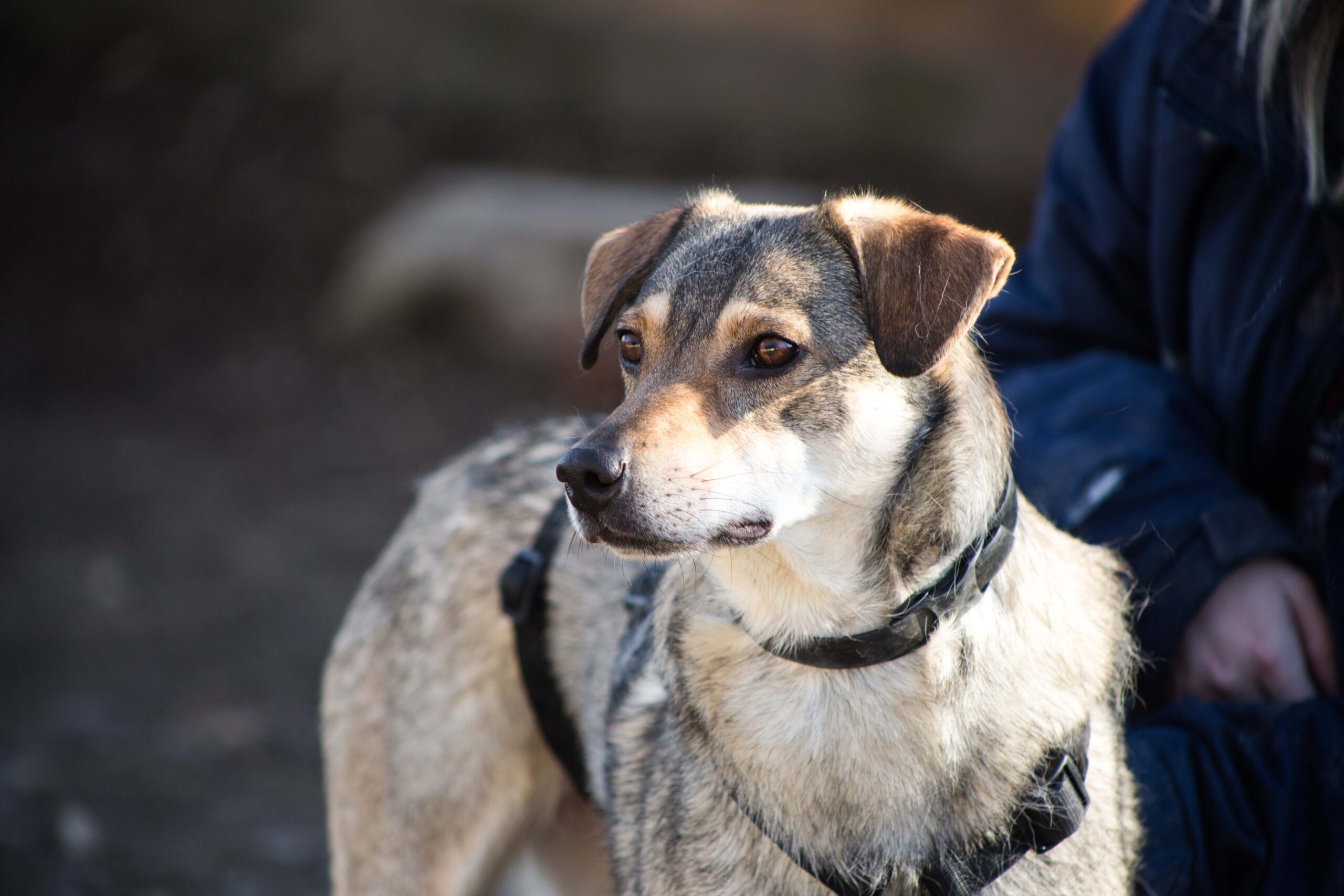 Notfellchen-Mittwoch: Schneewittchen zu haben