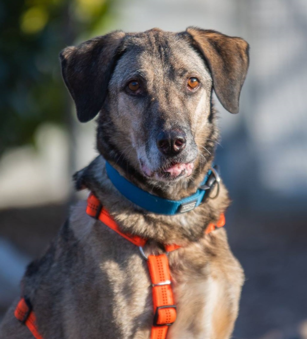 Notfellchen-Mittwoch: Timmy sucht neues Zuhause