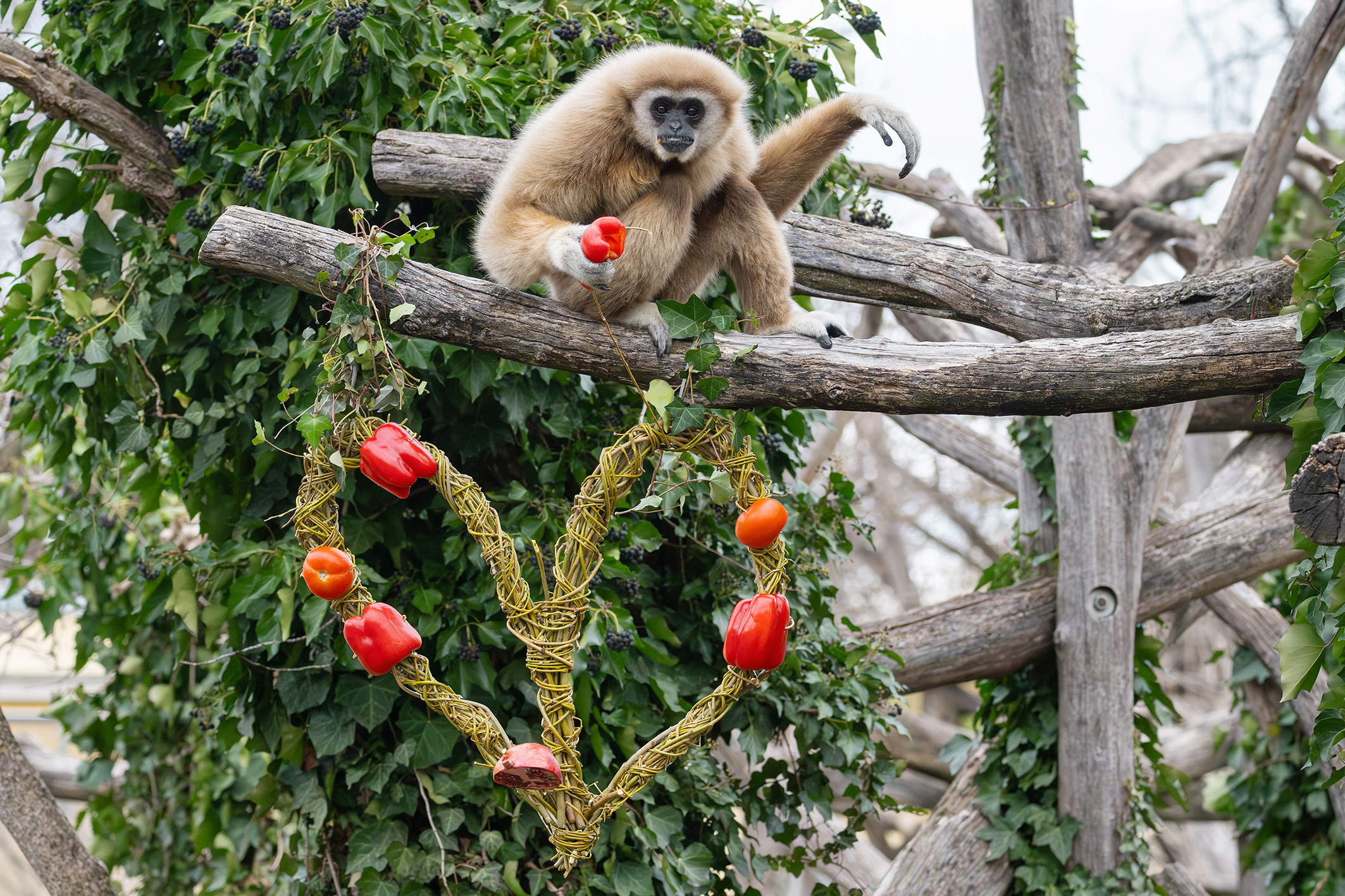 Zoo: Am Valentinstag macht sich Tierliebe bezahlt