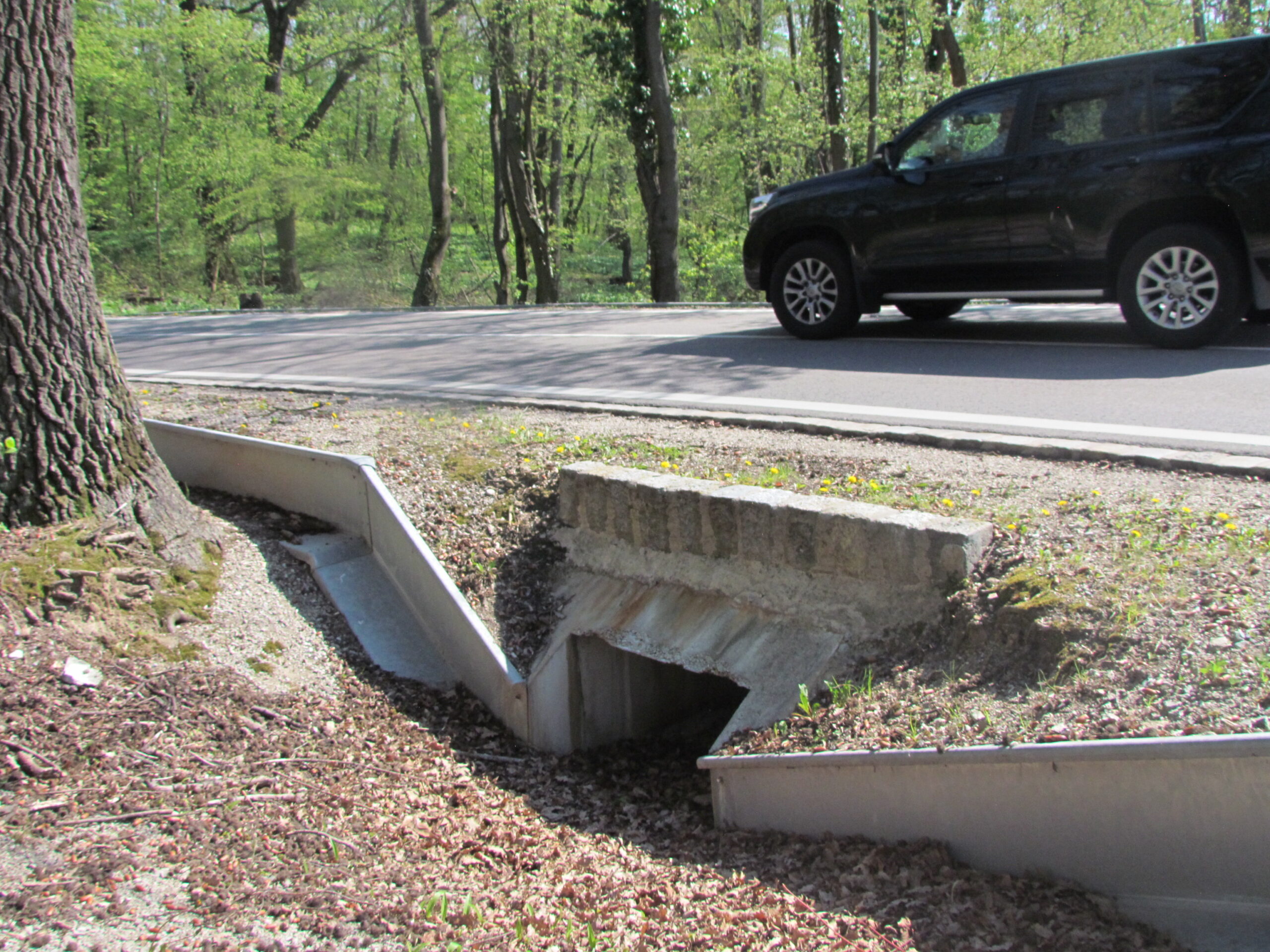 Amphibien-Tunnel soll Frösche und Kröten retten