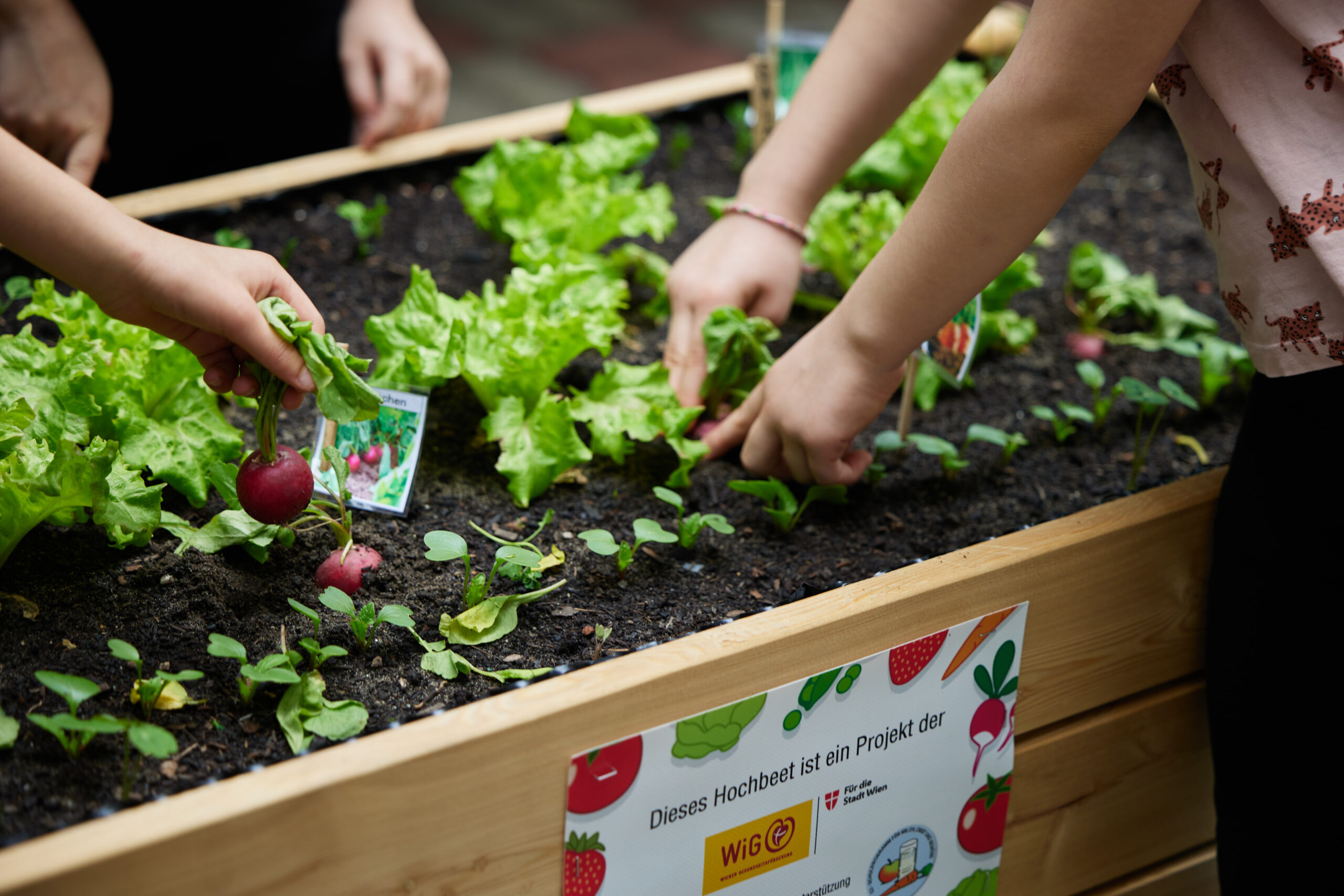50 Hochbeete warten auf Schüler, die gerne garteln