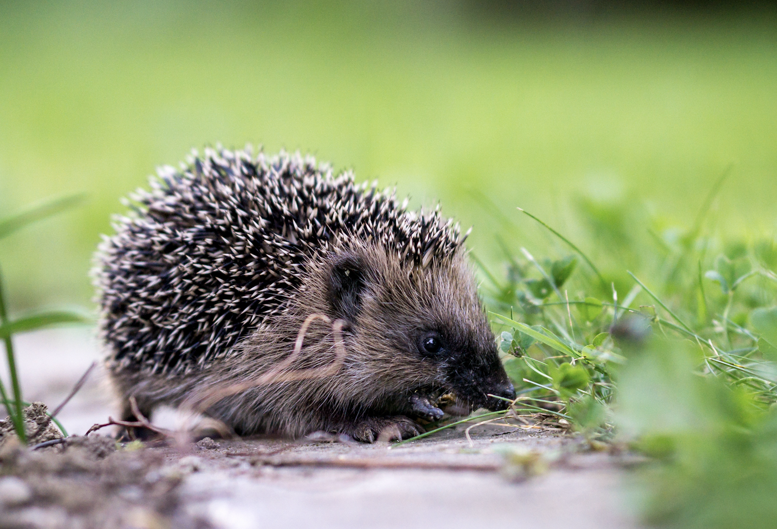 Igel-Projekt: Hobbyforscher mit Garten gesucht