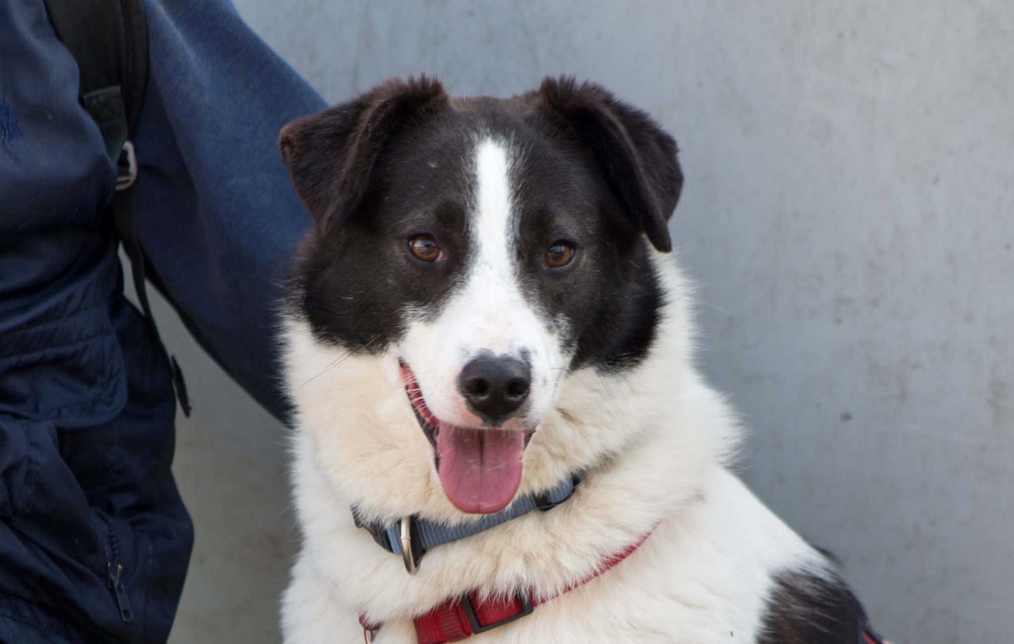 Notfellchen-Mittwoch: Joy sucht ein neues Zuhause