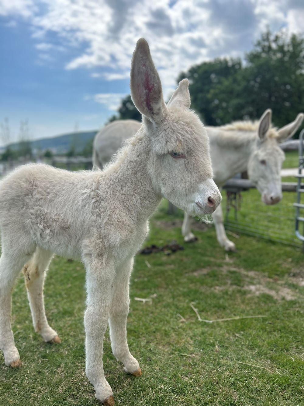 Schloss Hof: Das erste Barockesel-Fohlen ist da