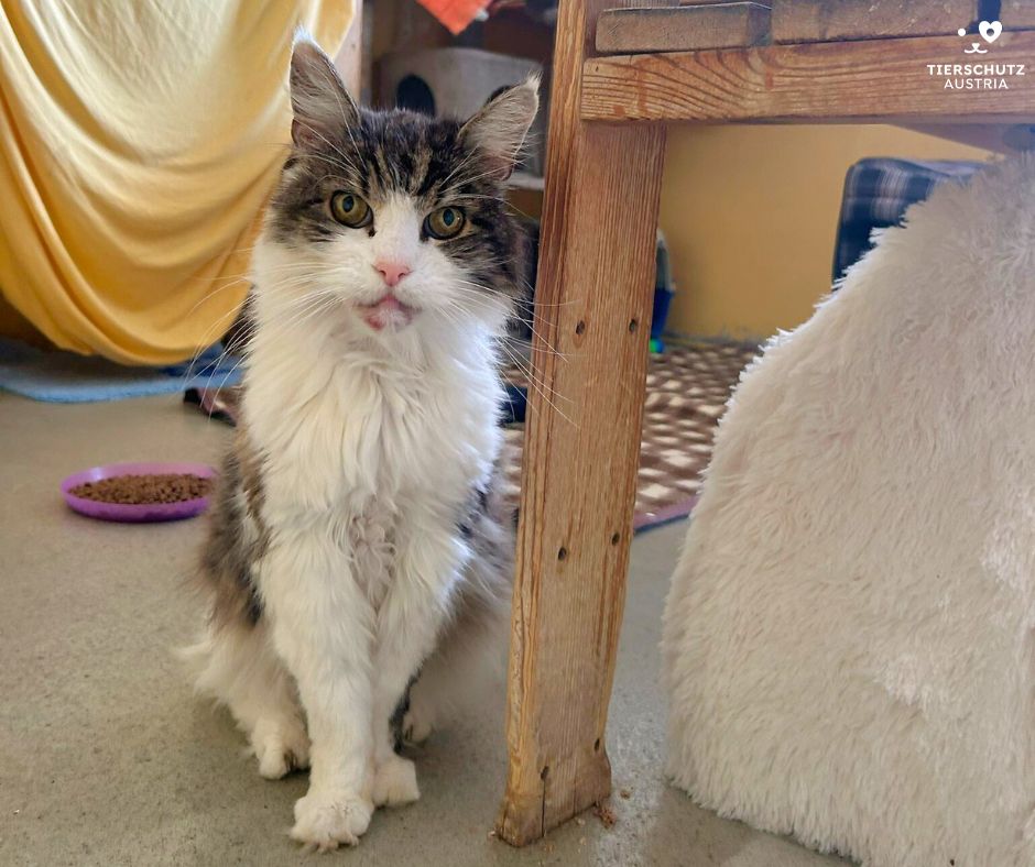 Ältester Kater im Tierschutzhaus Vösendorf wird 16