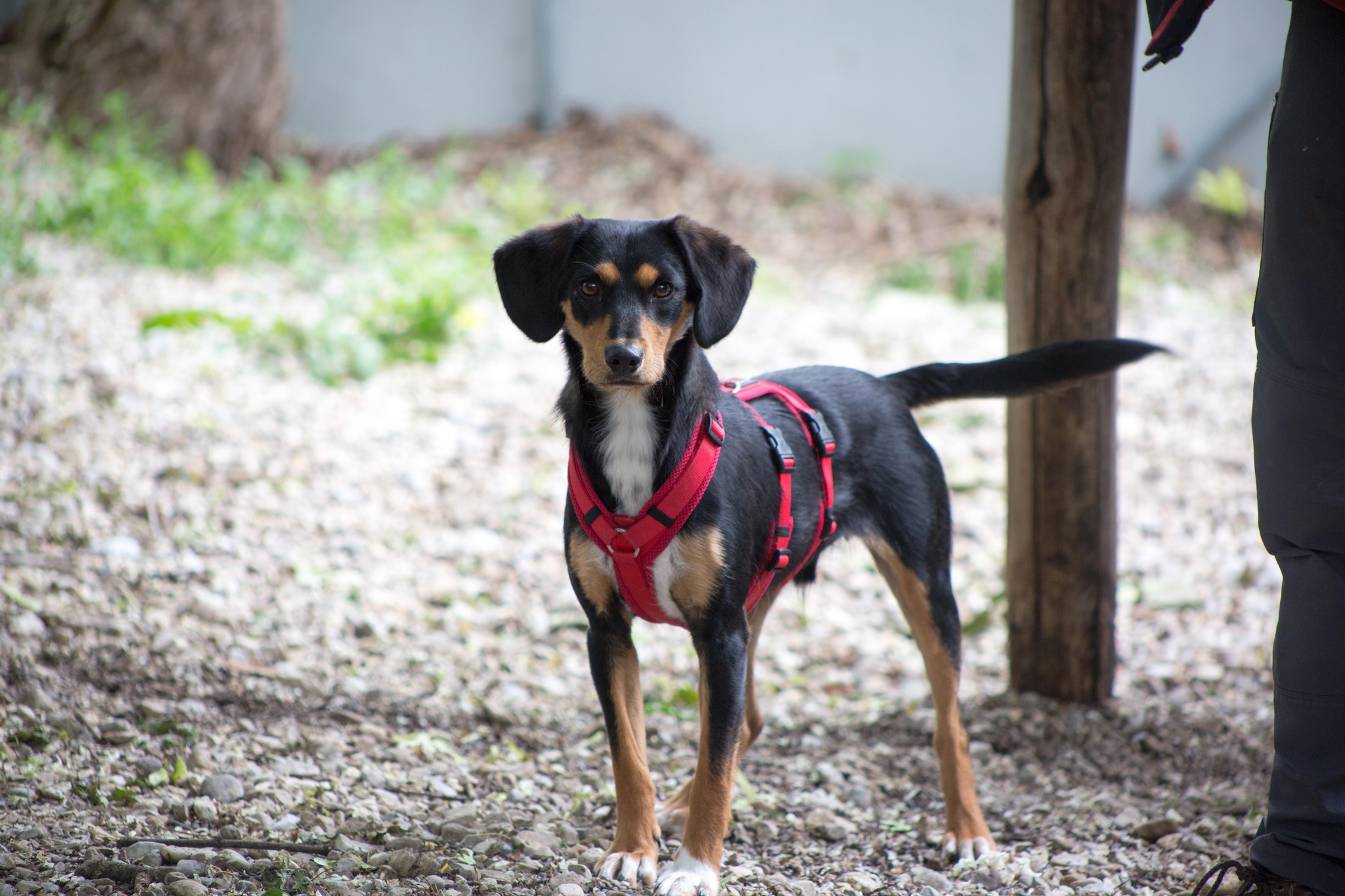 Notfellchen-Mittwoch: Szoszo sucht ein neues Zuhause