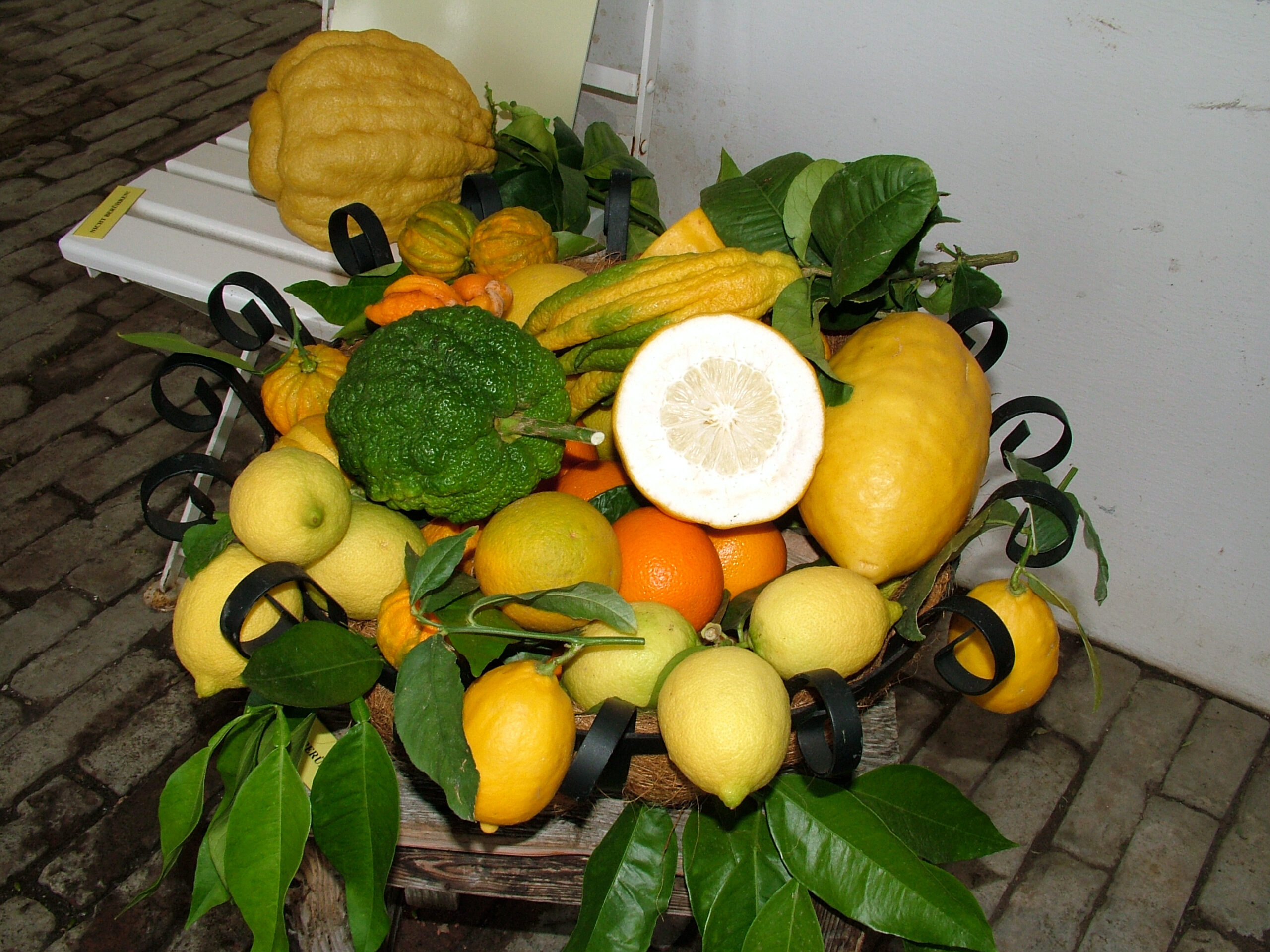 Schön sauer: Die Zitrustage in der Orangerie Schönbrunn