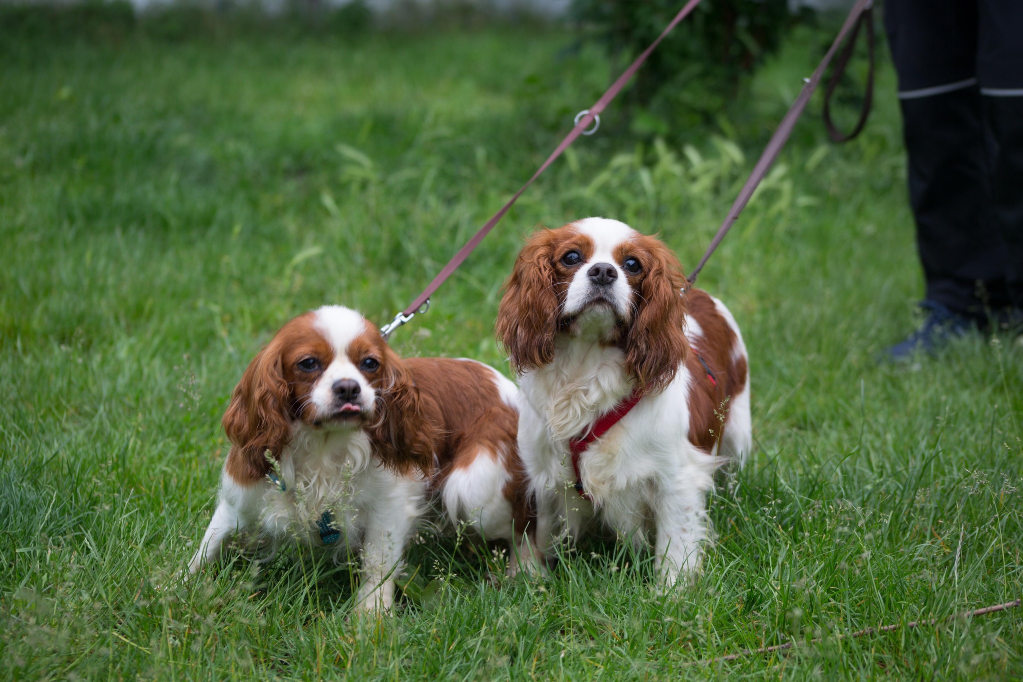 Notfellchen-Mittwoch: Bleni & Briska suchen ein neues Zuhause