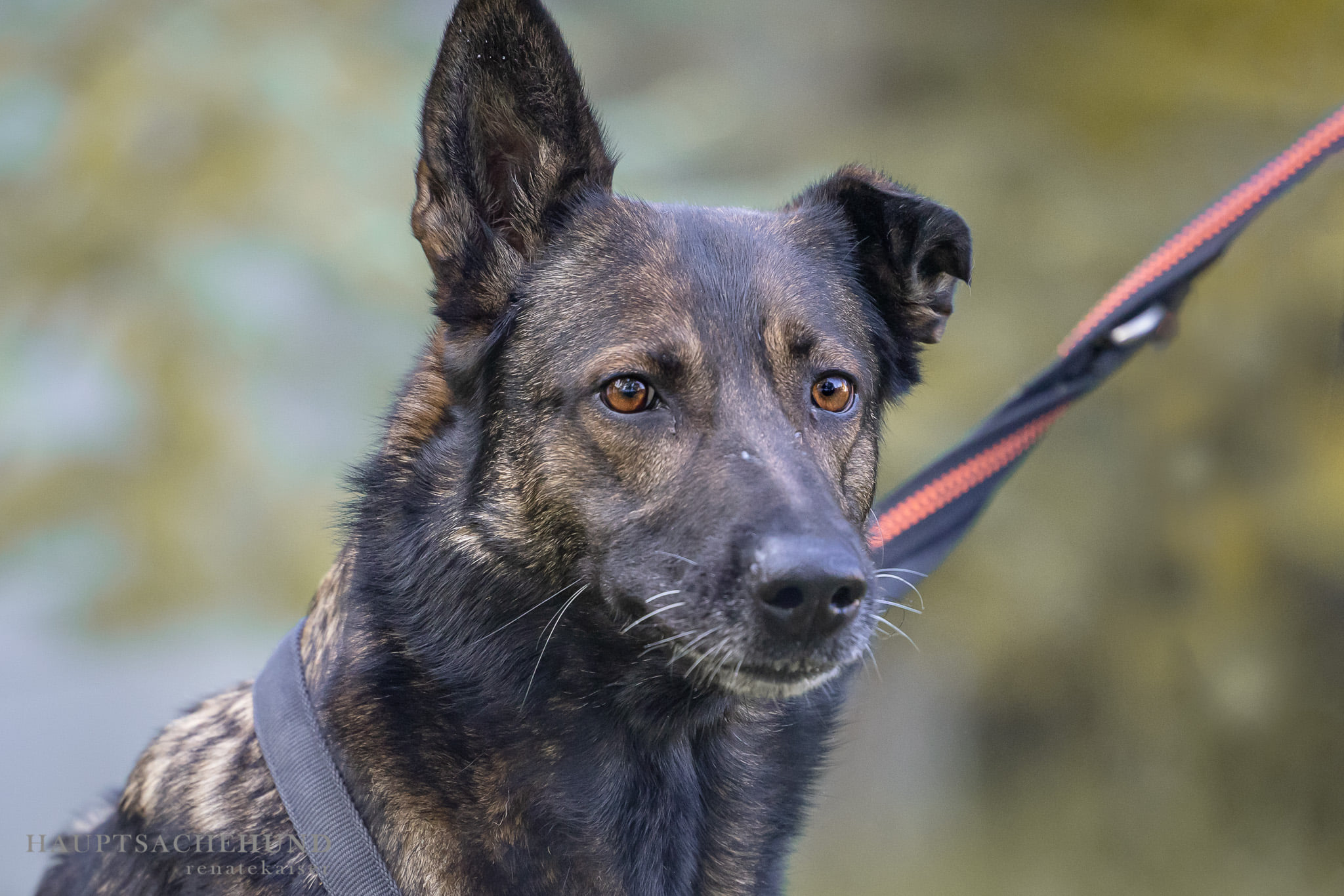 Notfellchen-Mittwoch: Norma sucht ein neues Zuhause