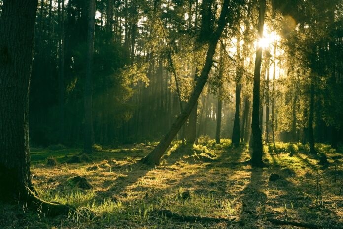 Wald Sonnenstrahlen