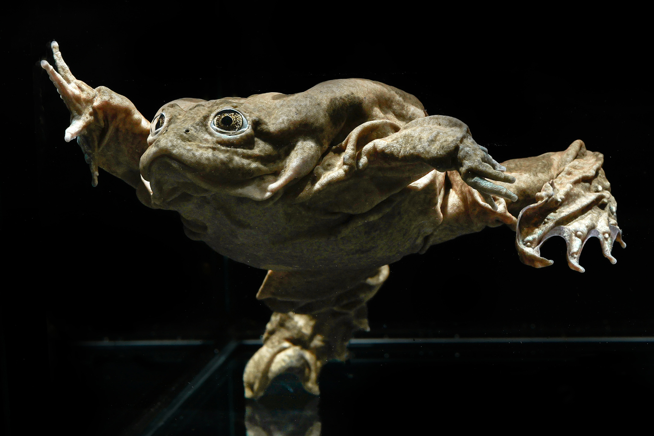 Im Tiergarten Schönbrunn sind Frösche sportlich