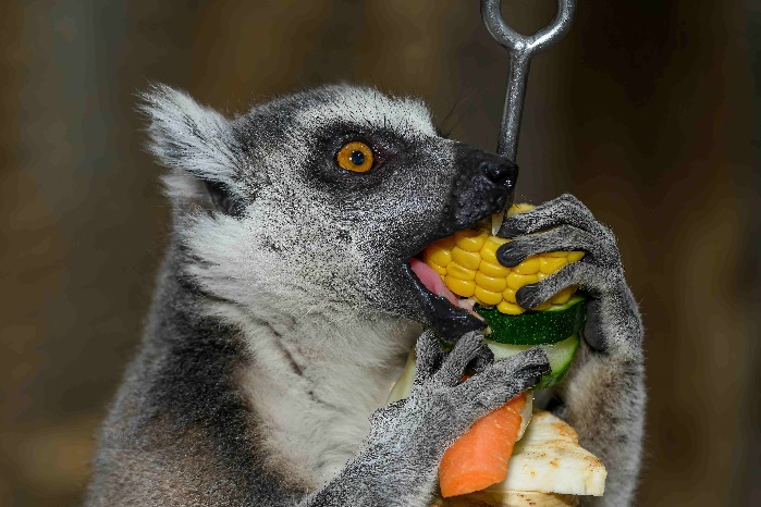 Neue Lemuren-Fütterung im Haus des Meeres