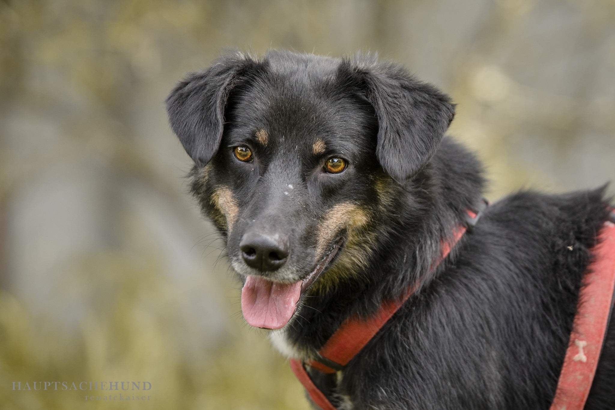 Notfellchen-Mittwoch: Chase sucht ein neues Zuhause