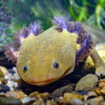 Axolotl