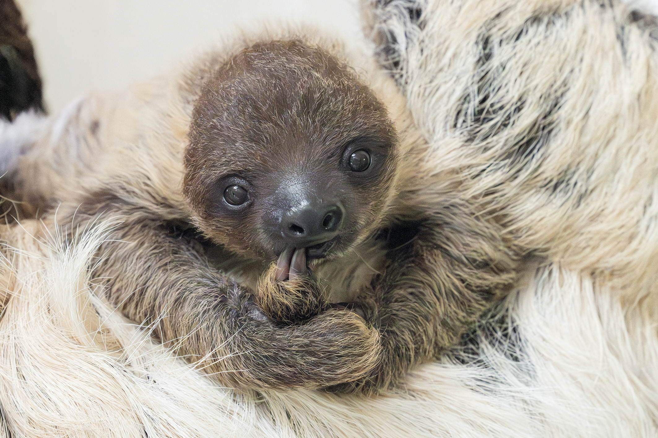 Der Zoo-Kalender: Ein Tierbaby für jeden Monat