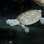 pa_batagur1_animal_detail_935