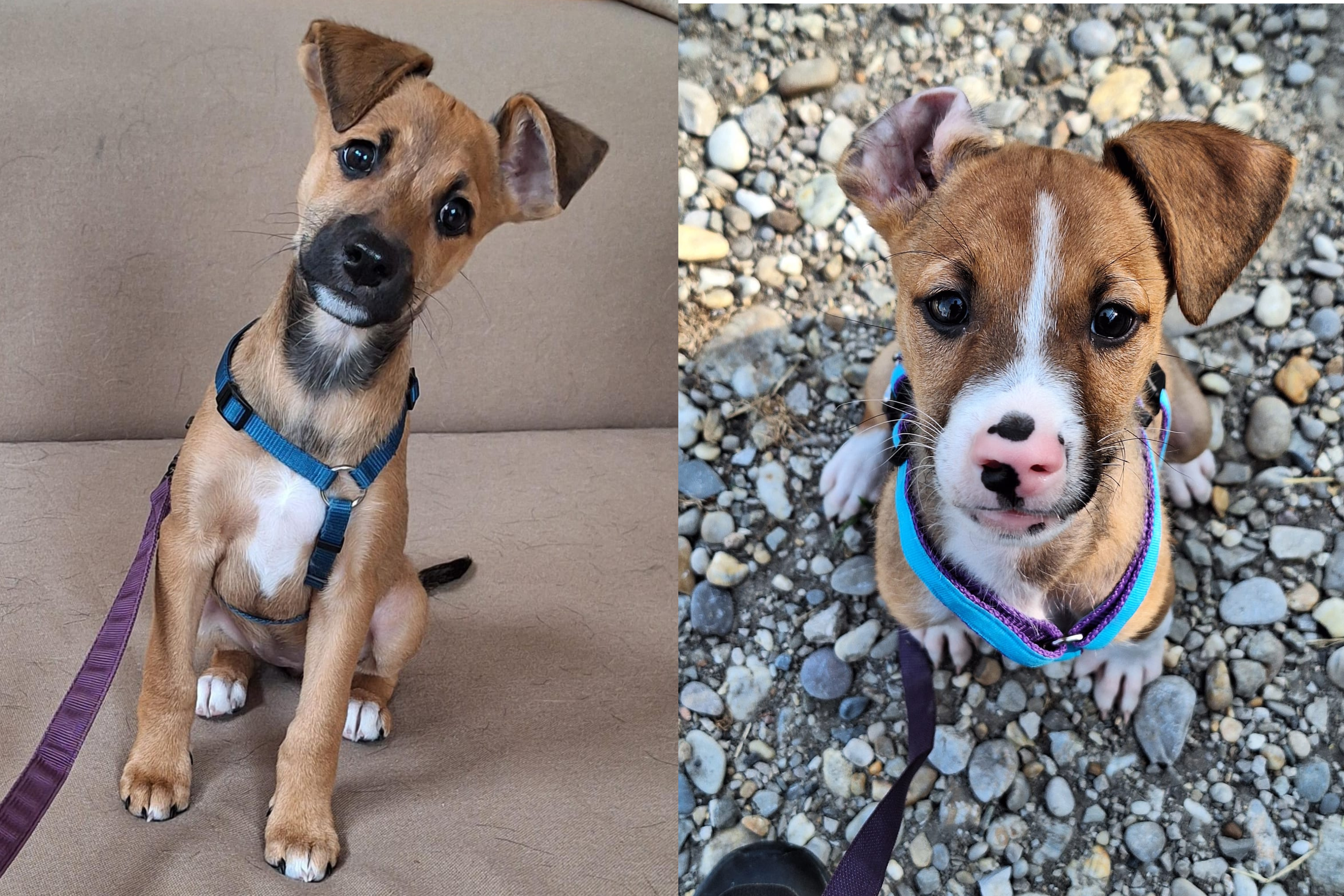 Notfellchen-Mittwoch: Mexx und Mathilda suchen ein neues Zuhause