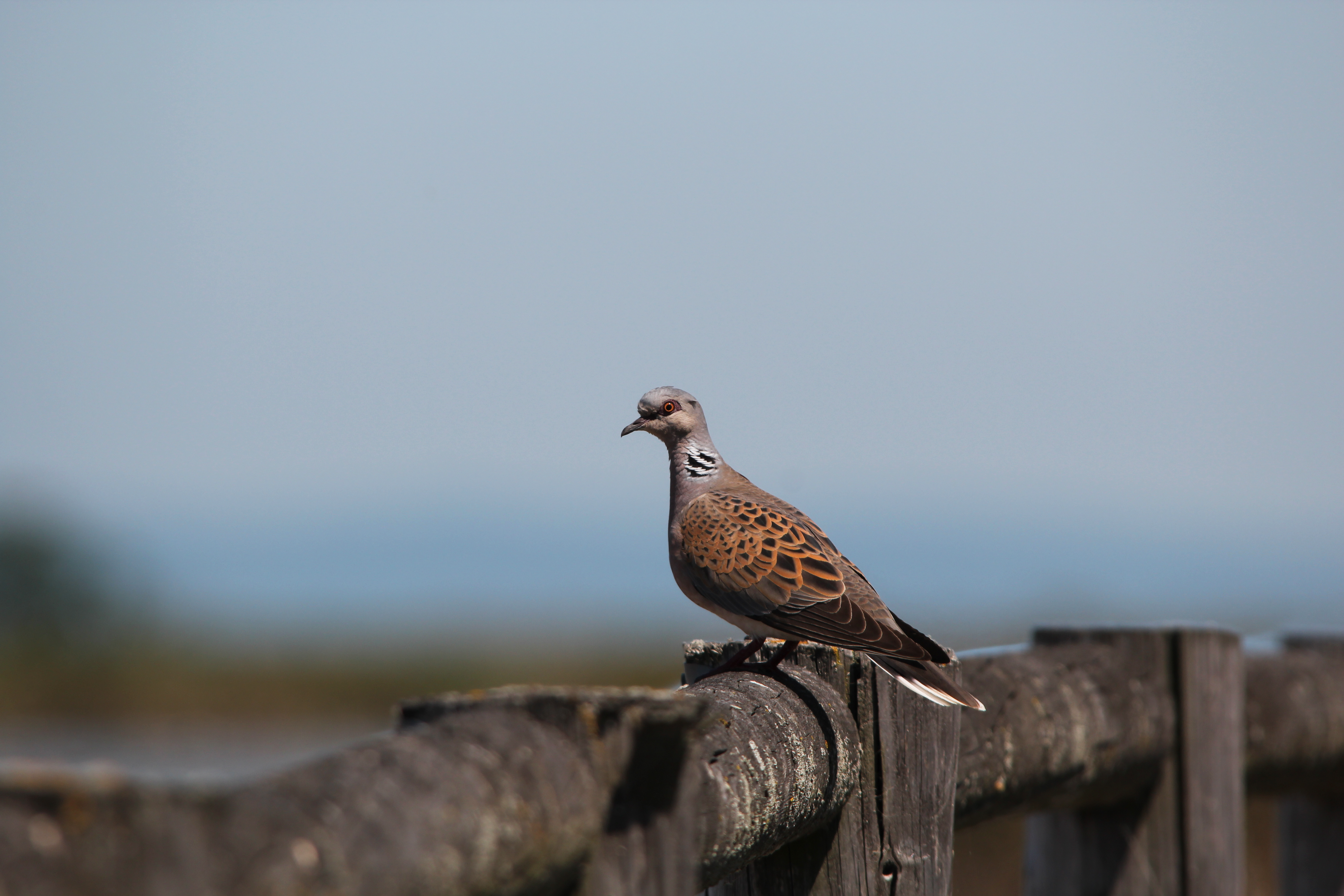 Bedrohtes Symbol für Liebe und Glück: Jagdstopp der Turteltaube gefordert