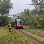 UmgestürzterBaum_Linie62_c_WienerLinien