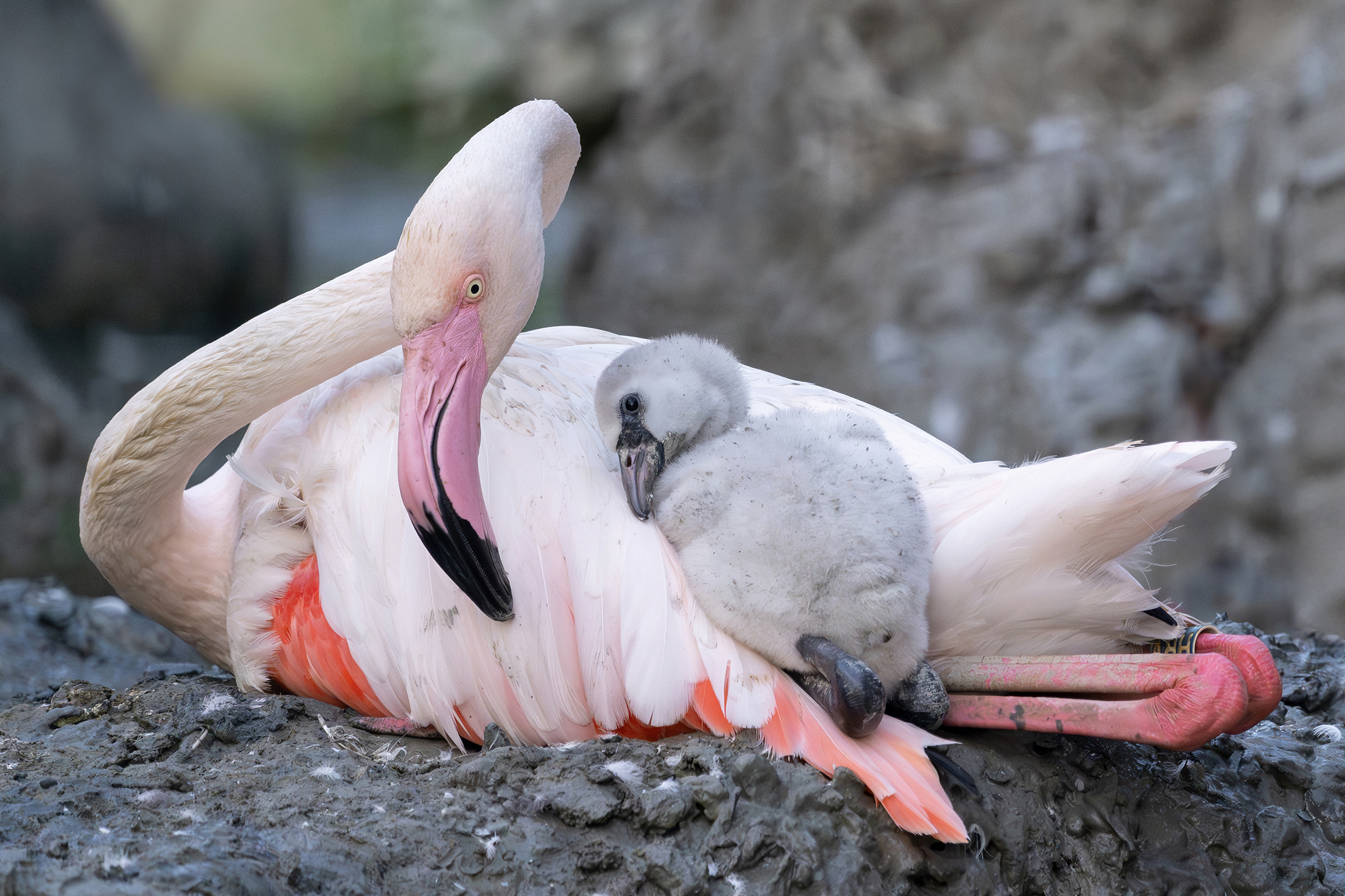 Flauschige Flamingo-Küken warten im Tiergarten Schönbrunn