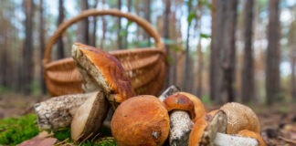 Schwammerl im Wald sammeln Freepik.com