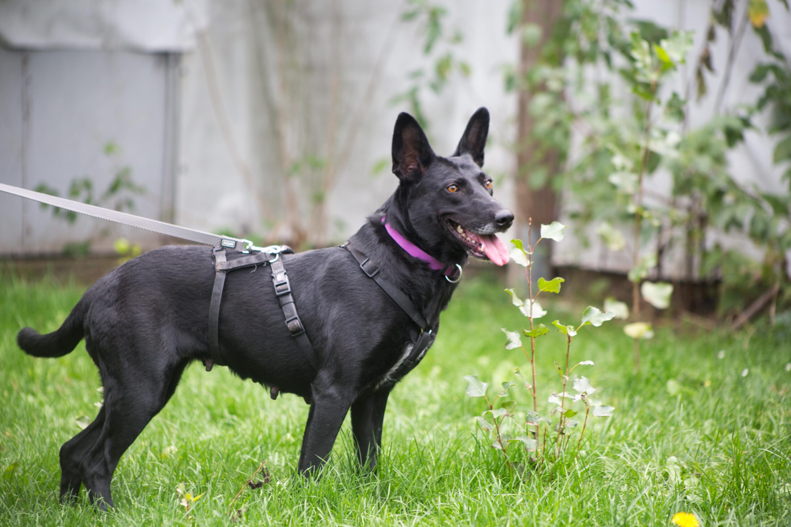 Notfellchen-Mittwoch: Raven sucht ein neues Zuhause