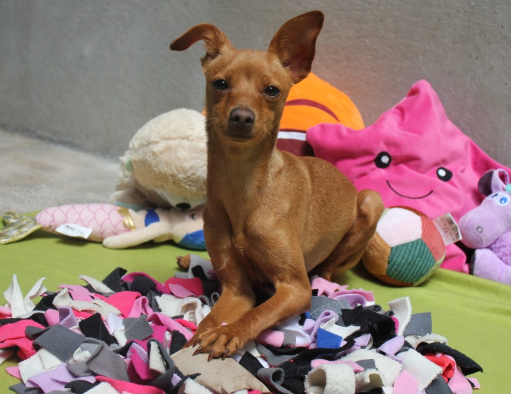 Notfellchen-Mittwoch: Ramsey sucht ein neues Zuhause