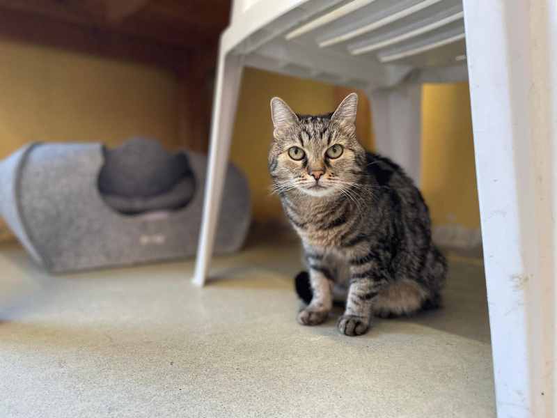 Notfellchen-Mittwoch: Jeanny sucht ein neues Zuhause