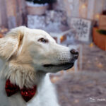 2024-HWM-Fotocredit-Fotobello