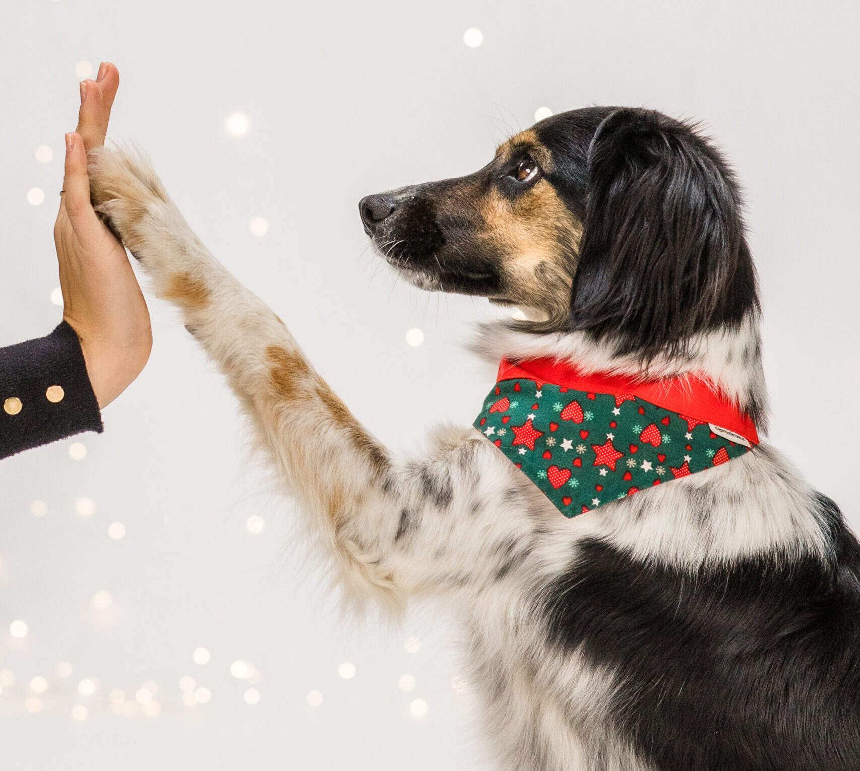 Na wau: Hund und Katz feiern am Weihnachtsmarkt