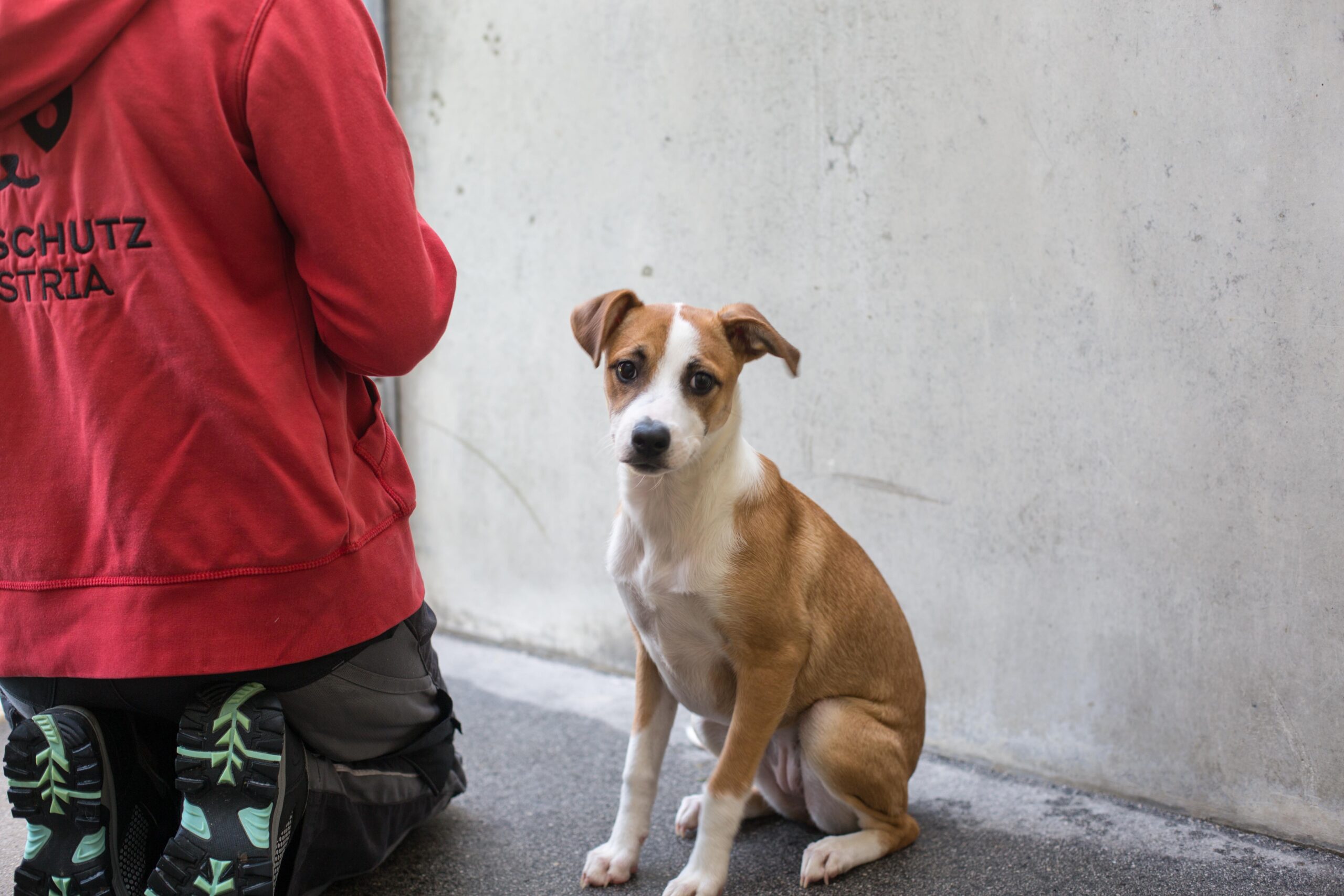 Notfellchen-Mittwoch: Mable sucht ein neues Zuhause