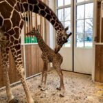 PA_Giraffe2