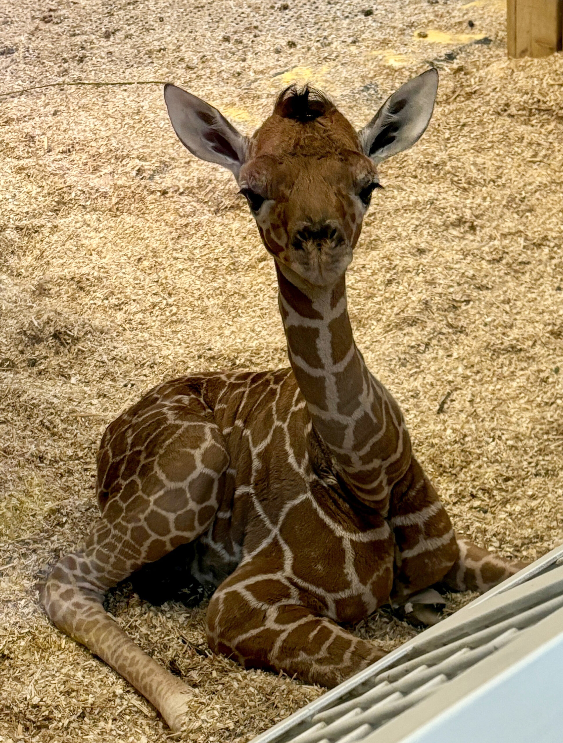 Hurra, es ist ein Mädchen: Giraffen-Baby in Schönbrunn