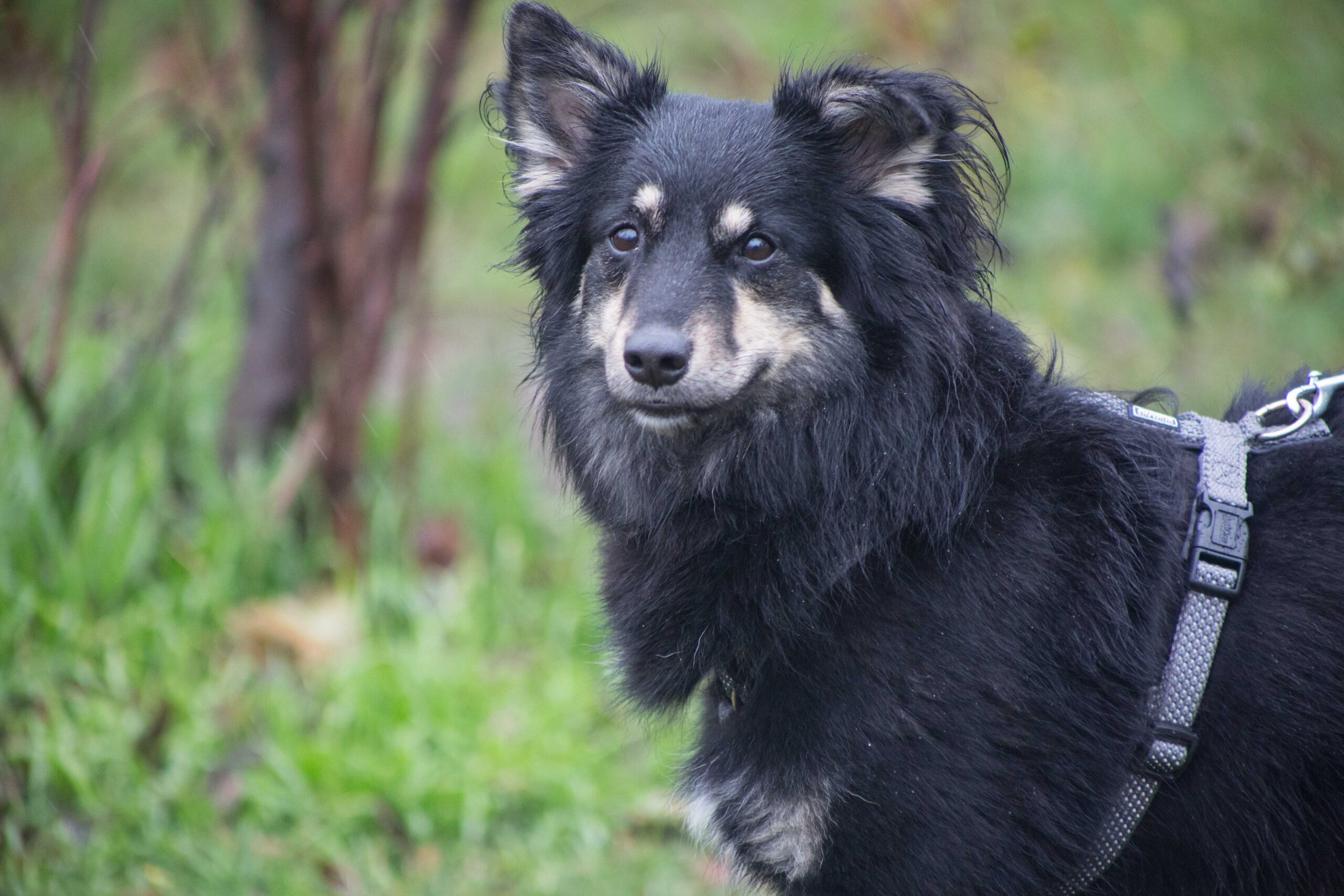 Notfellchen-Mittwoch: Bulka sucht ein neues Zuhause