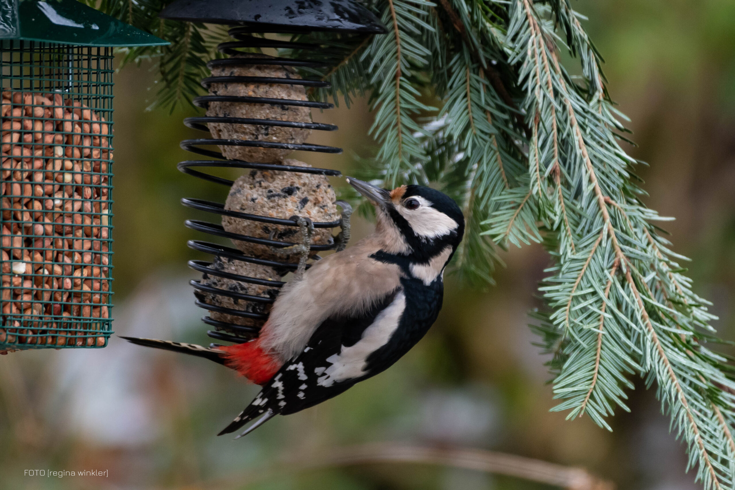 Im Jänner schlägt wieder die Stunde der Wintervögel